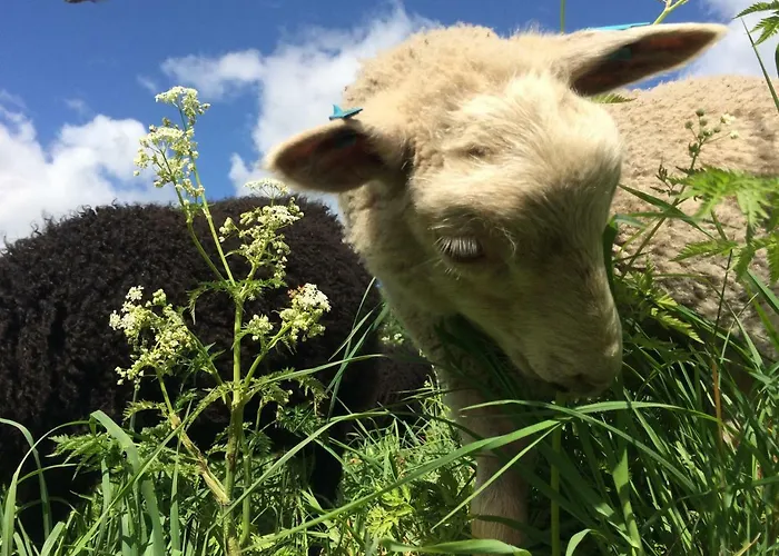 Ollilan Tupa Joensuun Laehellae Bed & Breakfast